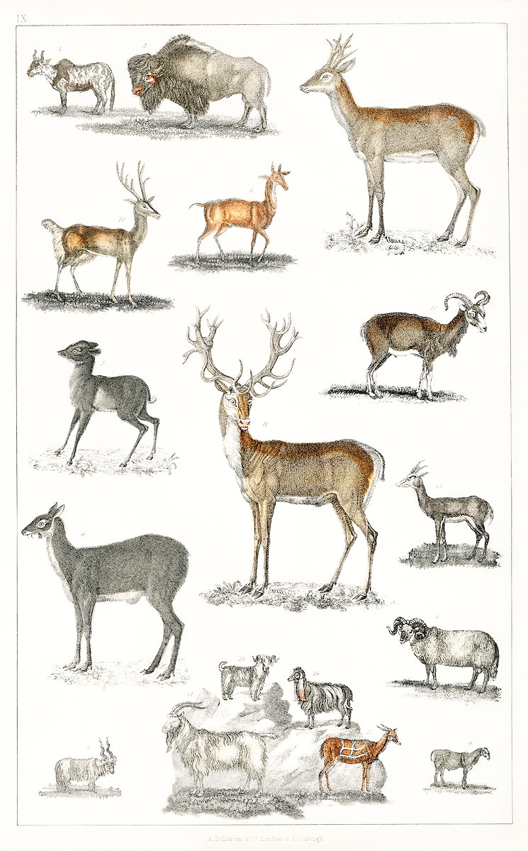 Collection of animal with antlers from A history of the earth and animated nature (1820) by Oliver Goldsmith (1730-1774). Digitally enhanced from our own original edition.